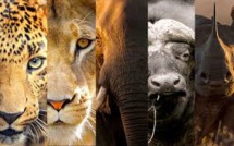 Internet, une menace pour les animaux sauvages (ONG)