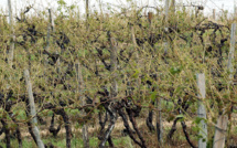 Grêle: près de 7.000 hectares touchés dans le vignoble bordelais