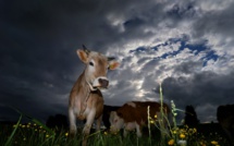 Veaux, vaches, cochons et coups de pression: la cause animale à l'Assemblée