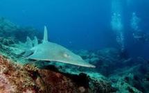 Un requin-guitare alimente la polémique à la Réunion