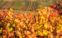 Des ballons chargés de sels contre la grêle, ennemie n°1 des vignes