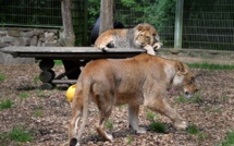 Allemagne : des félins s'échappent de leur enclos avant d'être retrouvés