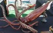 Attaque de calmars géants : les scientifiques sceptiques