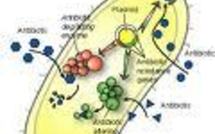 Emergence d'un nouveau mécanisme de résistance aux antibiotiques