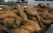 Le « UFI » en purée