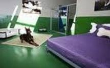 Au Brésil, des cliniques de grand luxe pour chiens et chats