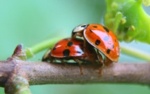 Champignons et insectes à la rescousse pour remplacer les pesticides