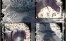 Communiqué de Fenua Animalia en réponse aux sujets passés dans la dépêche et sur RFOTV