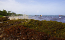 Le gouvernement au chevet des Antilles envahies par les sargasses