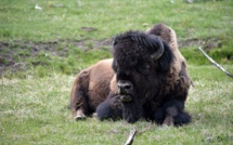 Etats-Unis: une femme encornée par un bison à Yellowstone