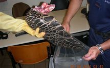 Saisie des douanes: Triste fin pour deux tortues marines protégées