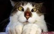 Les enfants qui louchent sont moins souvent invités pour les anniversaires