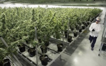 Les Français de plus en plus favorables à une autorisation régulée du cannabis