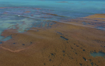 Nicolas Hulot promet un ramassage de sargasses en moins de 48h sur les côtes de Guadeloupe