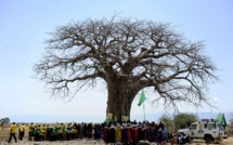 Disparition "spectaculaire" des plus vieux baobabs d'Afrique