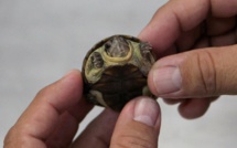 Découverte d'une nouvelle espèce de tortue au Mexique