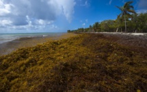 Le gouvernement annonce un plan de 10 millions d'euros contre les sargasses