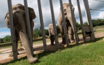 Investir ou mourir, les zoos dans une course effrénée à l'innovation