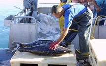 Pêche hauturière : poursuite de la restructuration avec les professionnels