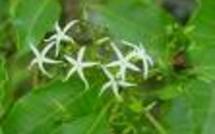 Recherche: L'UPF, l'ILM et l' IRD créent le  CPRBI *