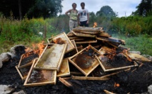 Désemparés, des apiculteurs contraints de réduire en cendres leurs abeilles