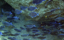 Plancton décimé, poissons sonnés: les effets du vacarme sous-marin créé par l'homme