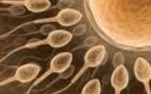 Vers une possibilité d'accès aux origines pour les enfants issus d'un don de sperme
