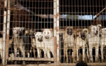 Corée du sud: tuer les chiens pour leur viande est illégal, juge un tribunal