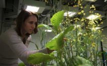 Une nature sous cloche pour mieux comprendre l'impact humain