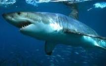 Un touriste australien attaqué par un requin aux îles Salomon