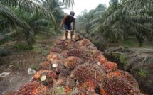 L'huile de palme pourrait-elle devenir durable? La voie s'avère étroite