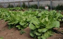 Le concours "Logo Bio de Polynésie"