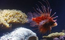 Poisson-lion ou rat noir, les envahisseurs qui menacent l'Outre-mer