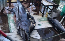 Un espadon de 250 kilos pêché à Maupiti