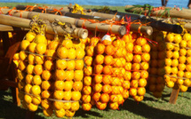 Carnet de voyage - Hommage aux cueilleurs d’oranges