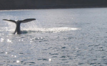 Quand une baleine se venge