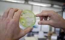 Un nouveau pathogène ultra-résistant venant d'Asie nécessite d'agir vite