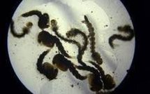 Dengue : premier cas non importé dans l'Hexagone mais aussi en Europe