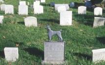 Hommage au cher disparu...les cimetières virtuels d'animaux fleurissent sur la toile