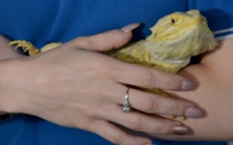 En Australie, 7% des reptiles menacés d'extinction (ONG)