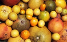 Carnet de voyage - C’est la saison des Rutacées !