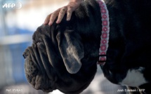 Chien éviscéré et tué au couteau : un an et 9 mois de prison ferme