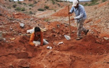 Découverte d'un dinosaure géant vieux de plus de 200 millions d'années