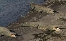 Mexique: près de 300 crocodiles s'échappent dans une zone inondée