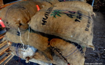 Une étude sur la diversification des produits du cocotier