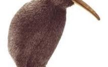 Nouvelle-Zélande: un déodorant pour rendre les oiseaux endémiques moins fragiles