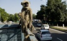 Jeux du Commonwealth: des "super-singes" recrutés comme vigiles