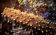 Le Rori: Une pêche sous haute surveillance à Moorea