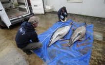 Pêche: des répulsifs acoustiques pour empêcher la capture accidentelle de dauphins