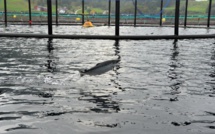 Chili: crainte de crise environnementale après la fuite de 690.000 saumons traités aux antibiotiques